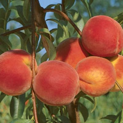 View full size image Photo of Loring Peach Tree