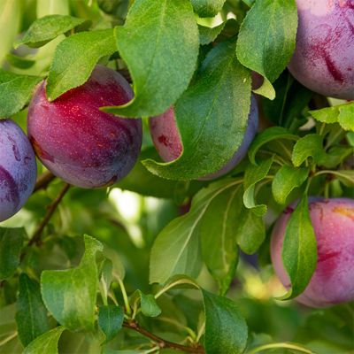 View full size image Morris Plums