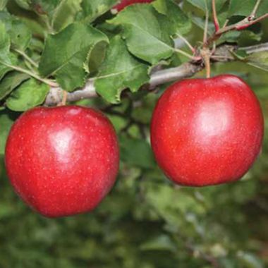 Rainier Organic Granny Smith Apple Reviews