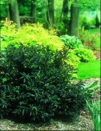 Black Beauty™ Elderberry - Elderberry Plants - Stark Bro’s