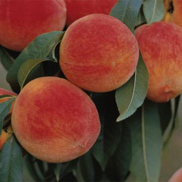 Earliglo peaches