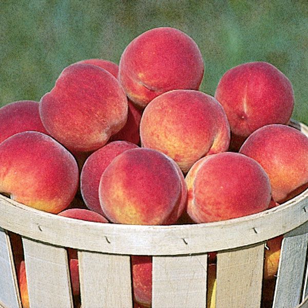 Seasonal Produce: Plums - Encore & More