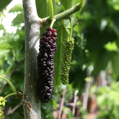 View full size image Mulberry fruit