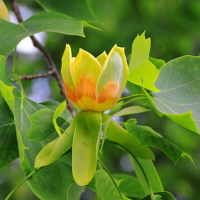 View full size image photo of tuliptree bloom