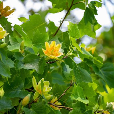 View full size image photo of tuliptree blooms