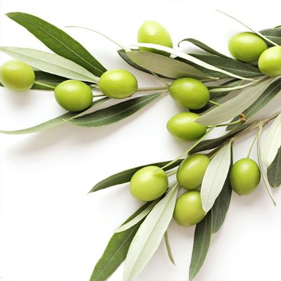 View full size image olives on branch
