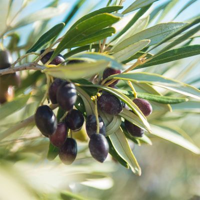 Maurino Olive on tree