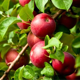 Starkspur® Red Delicious Apple Tree