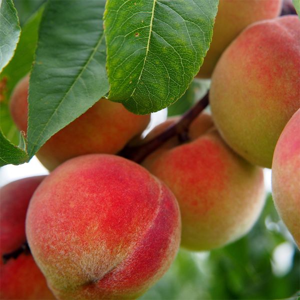 peach on tree