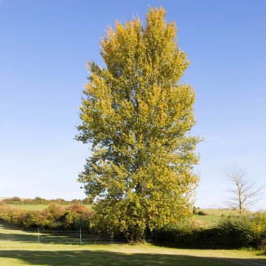 Hybrid polar tree at maturity