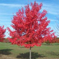 Royal Red Maple Tree