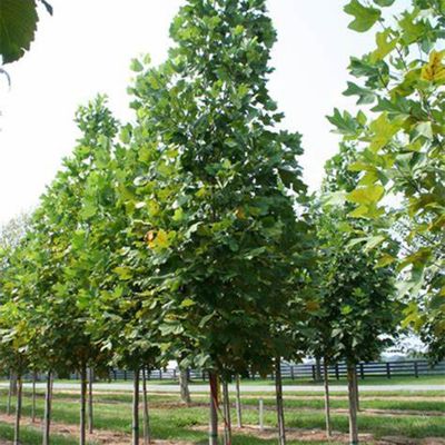 View full size image Tulip Polar at Maturity