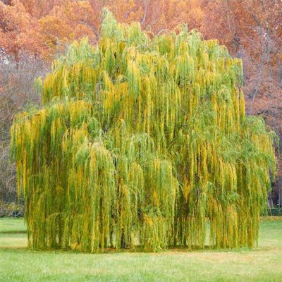 View full size image Babylon Weeping Willow at Maturity