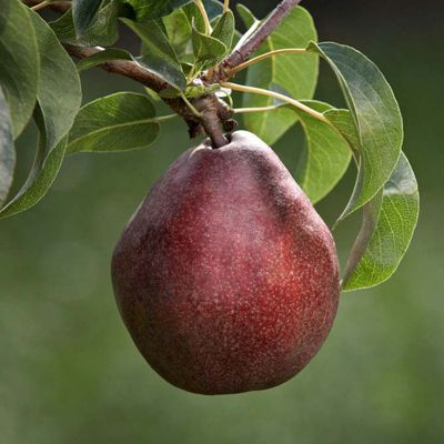 View full size image red pear on tree