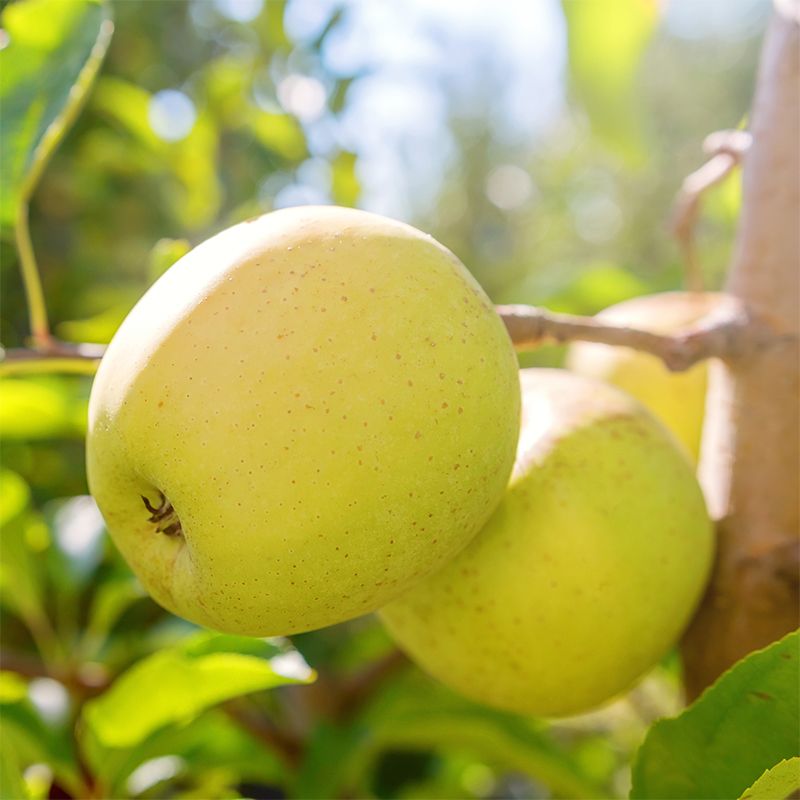 Granny Smith Apple Tree - Stark Bro's