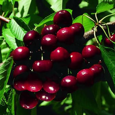 View full size image Photo of Hedelfingen Sweet Cherry Tree