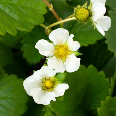 View full size image strawberry blooms
