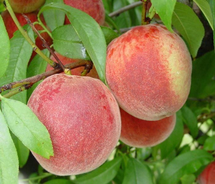 Stark Early White Giant Peach Peach Trees Stark Bro S