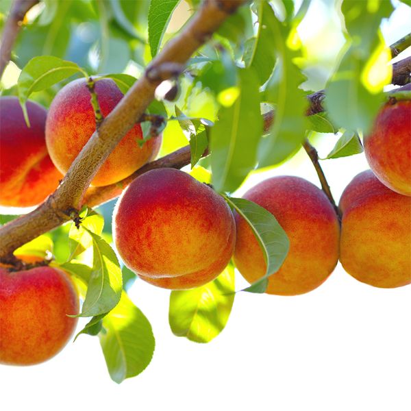 peaches on tree