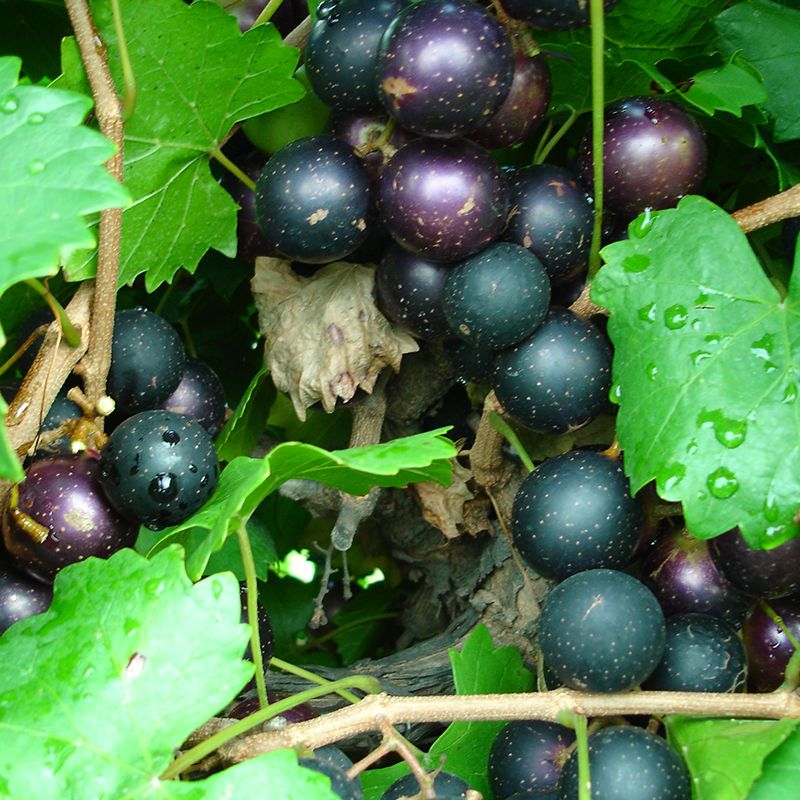Growing Seedless Grapes - Stark Bro's