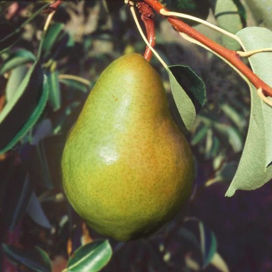 Bartlett Pear Trees from Stark Bro's Bartlett Pear Trees For Sale