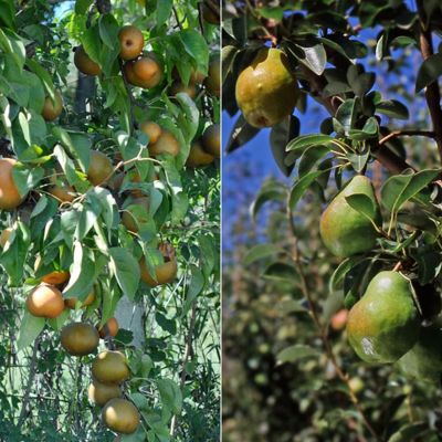 View full size image Collection of two pear trees.