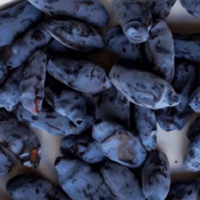 View full size image photo of large, blue honeyberries