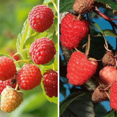 View full size image Carolina Red and Prelude Red Raspberries