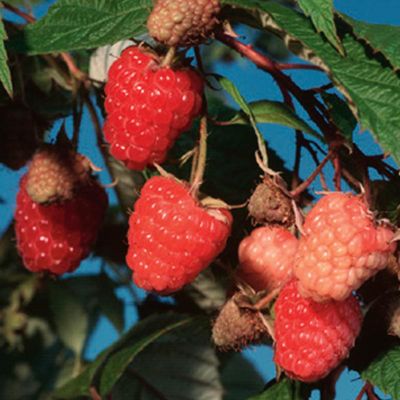View full size image Red Raspberry