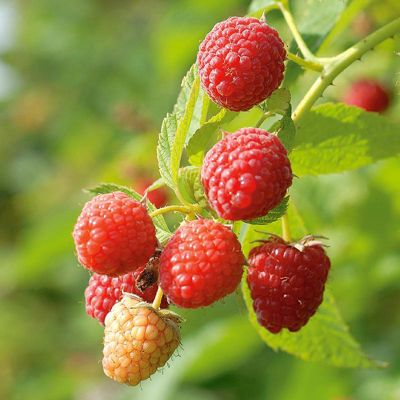 View full size image Red Raspberry