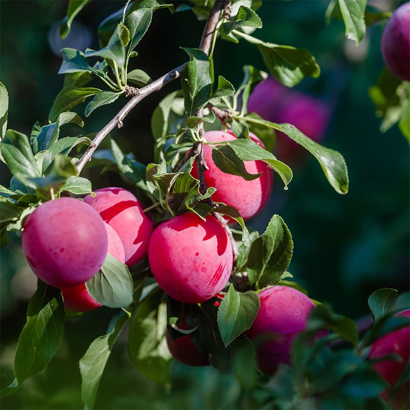 Pink Lady Apple - Texas Pecan Nursery