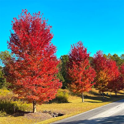 View full size image Maple trees in fall colors along road