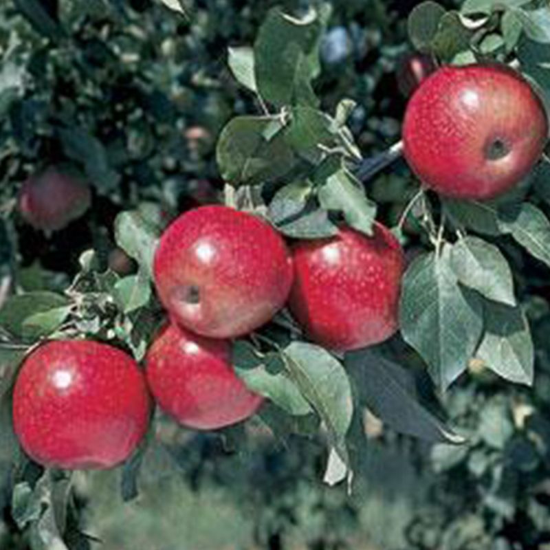 Honeycrisp Apple Trees - Stark Bros