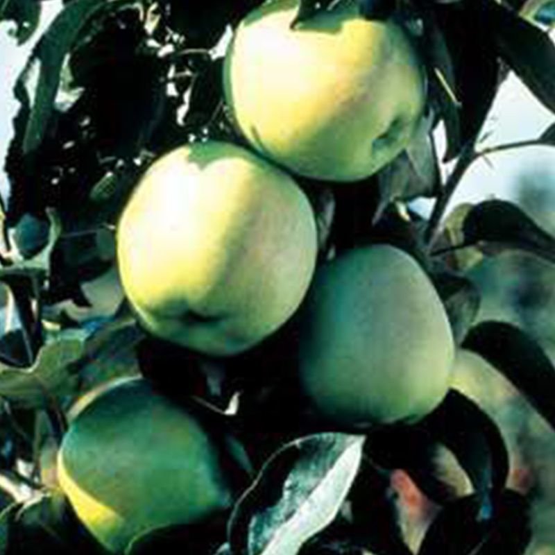 PDF) Sauron� Apple Cultivar