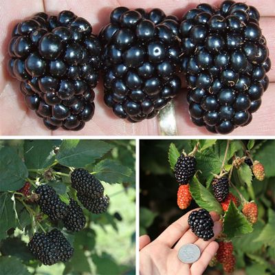 View full size image Three types of blackberries