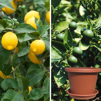 Meyer lemon, key lime and pot and saucer