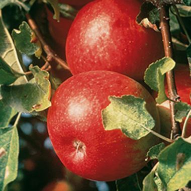 Red apple on tree