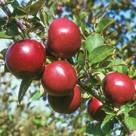 dark red apple on tree