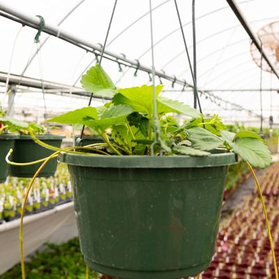 View full size image Photo of strawberry plant in hanging basket.