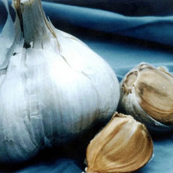 Photo of Elephant Certified Organic Garlic Bulbs