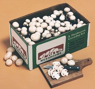 white button mushroom growing kits