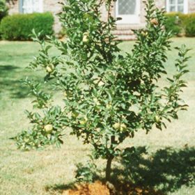 Dwarf tree with yellow apples