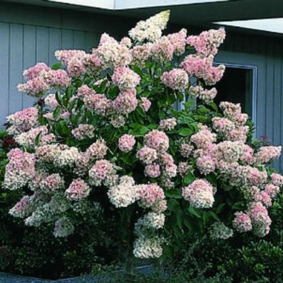 View full size image Photo of P.G. Hydrangea Tree