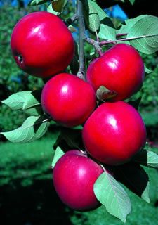 View full size image Photo of Starkspur® Red Rome Beauty Apple Tree