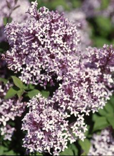 View full size image Photo of Sugar Plum Fairy® Lilac