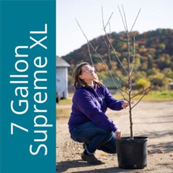 Photo of Ultra Supreme XL 7 Gallon Potted tree.