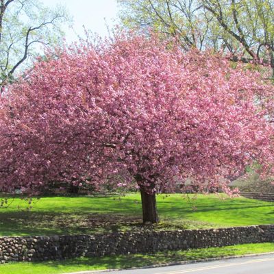 View full size image Flowering Cherry Tree