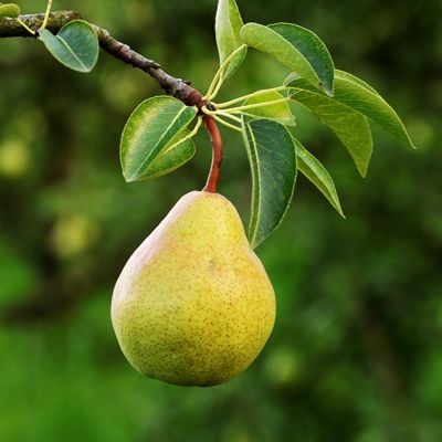 View full size image Pear hanging on tree