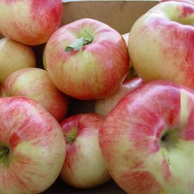 Starkspur® Red Delicious Apple Tree - Stark Bro's