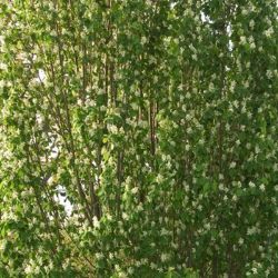 Service Berry Tree in Bloom